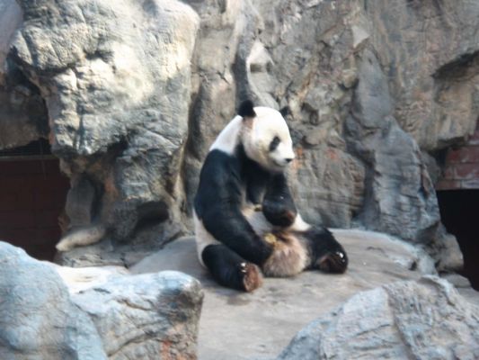 Panda bear In Beijing
