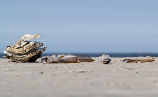 Kopie_van_P5032012-2.jpg