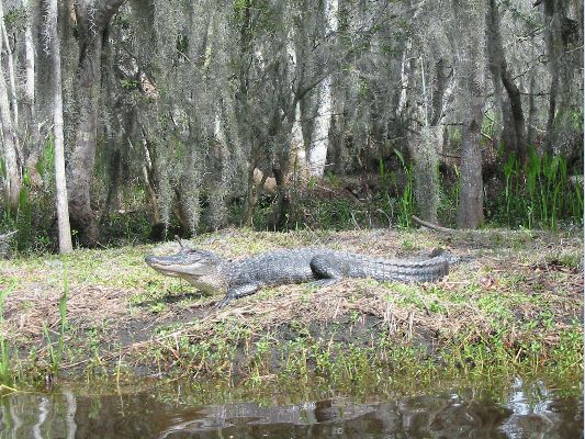 Croc
