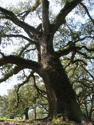 Old oaks
