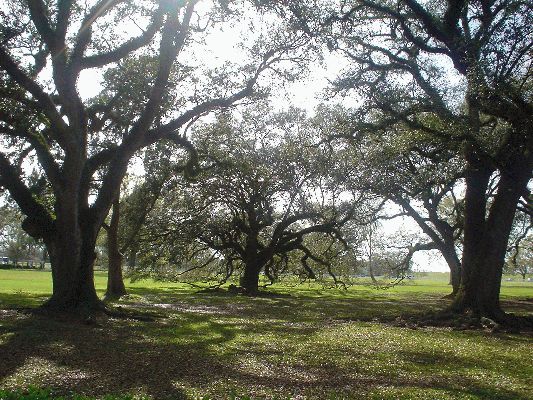 Old oaks
