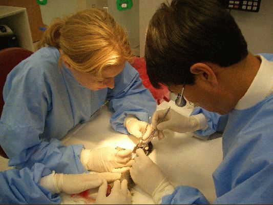 discecting with dr Zhao
