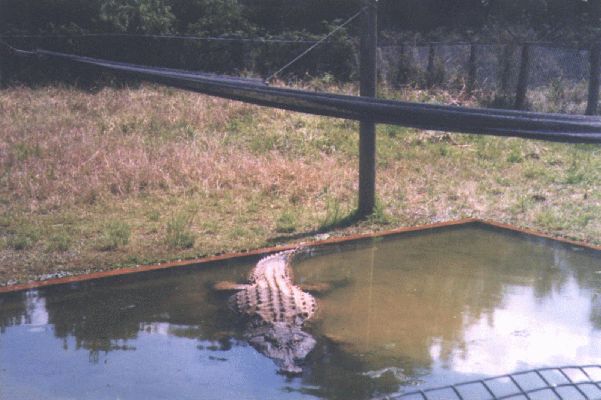 Billy Swamp truck tour
