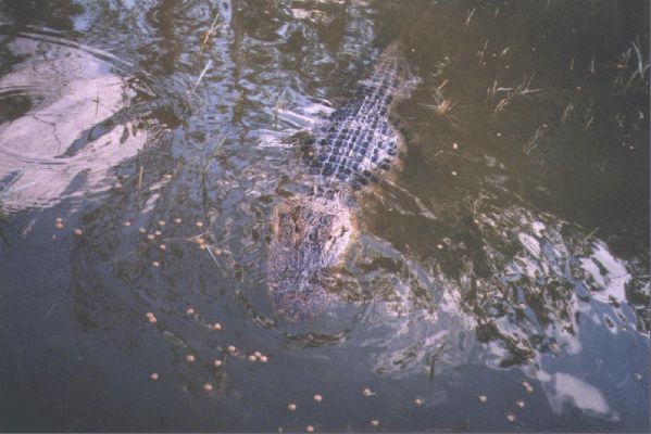 Billy Swamp airboat tour
