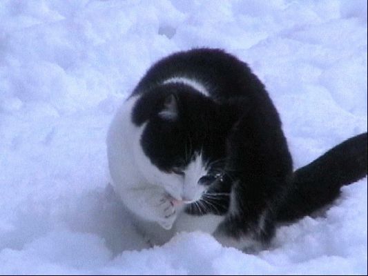 Spencer in Snow
