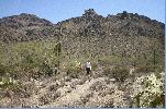 Cactus II.jpg