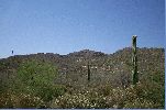 Cactus V.jpg