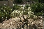 Cactus.jpg