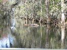 Filename=CrocOnTree.JPG
Filesize=759KiB
Dimensions=1600x1200
Date added=Mar 10, 2004 CrocOnTree.JPG