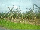 DSC00700.JPG