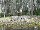 Filename=Kroko.JPG
Filesize=977KiB
Dimensions=1600x1200
Date added=Mar 10, 2004 Kroko.JPG