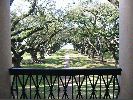 Filename=OakAlleyOaktrees.JPG
Filesize=867KiB
Dimensions=1600x1200
Date added=Mar 10, 2004 OakAlleyOaktrees.JPG