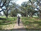 OakAlleyPlantationME.jpg