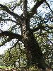Filename=Oaktree.JPG
Filesize=1003KiB
Dimensions=1200x1600
Date added=Mar 10, 2004 Oaktree.JPG