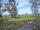 bb4normal_SwampI.jpeg