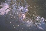 florida 034.jpg